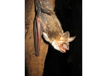 Mausohr (Myotis myotis)